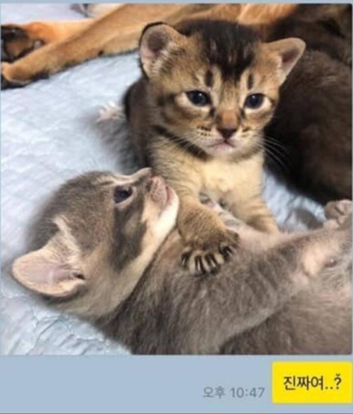 진짜여....?