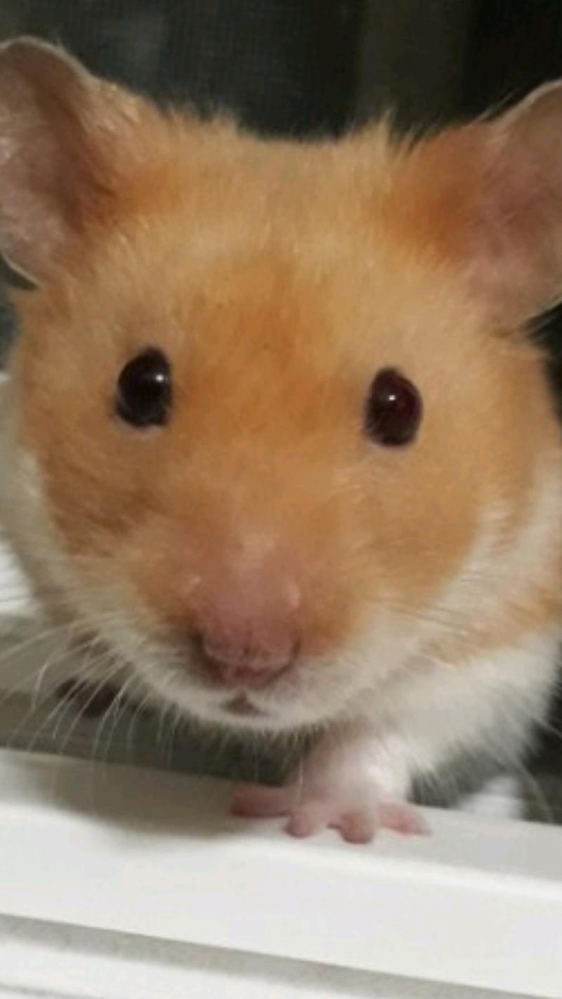 햄쥐