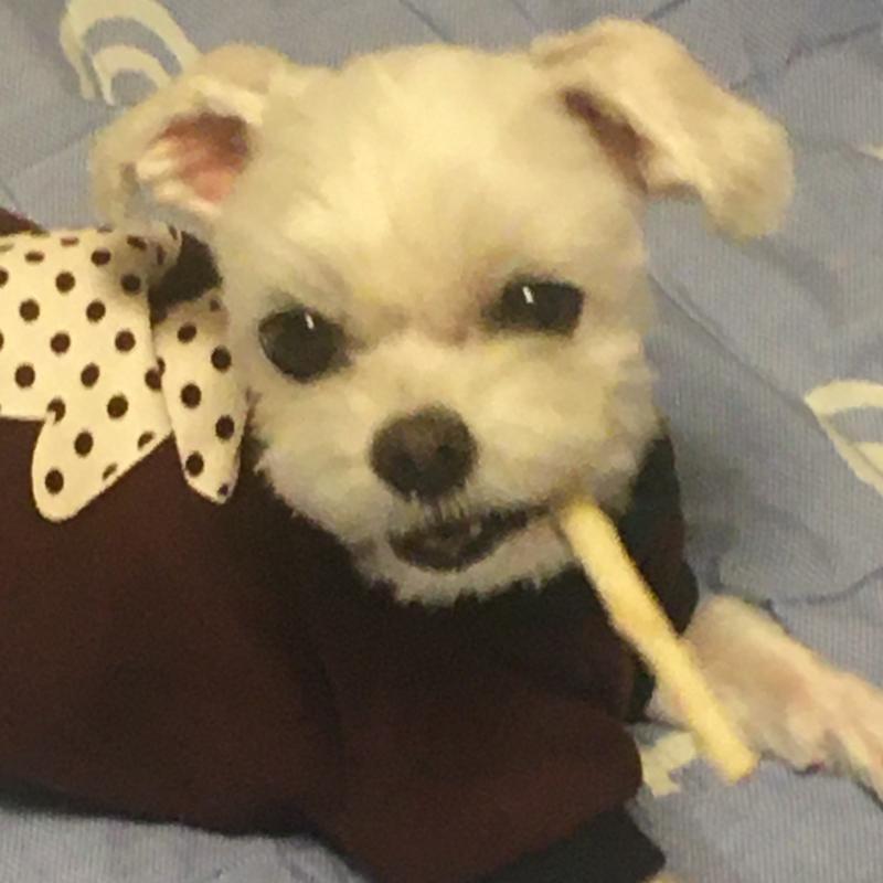 울 강쥐얌