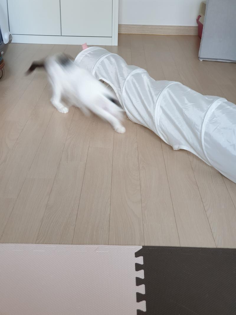 샤샤샥