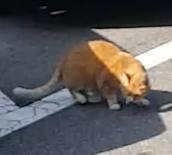 잔인하게 닭을 뜯는 노랑