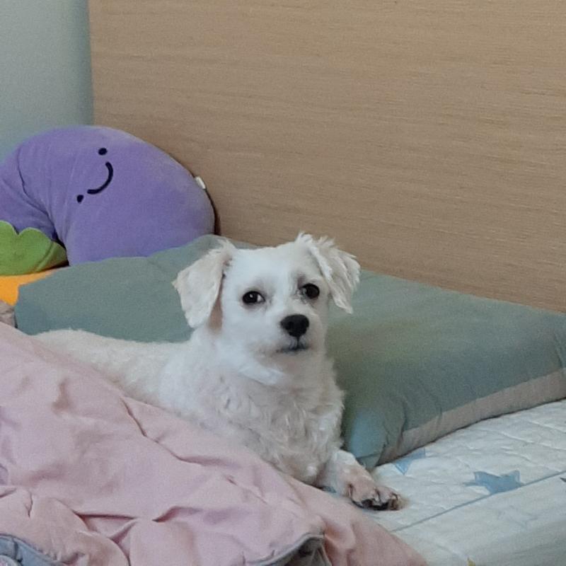 방금 귀 좀 긁어주다가 안 긁었더니 또 저러네,,,ㅋㅋㅋㅋㅋㅋㅋㅋㅋㅋ 정말 저 정자세로 쳐다 봐... 꼽주는 것 같기도 하고...ㅋㅋㅋㅋ 몇 번