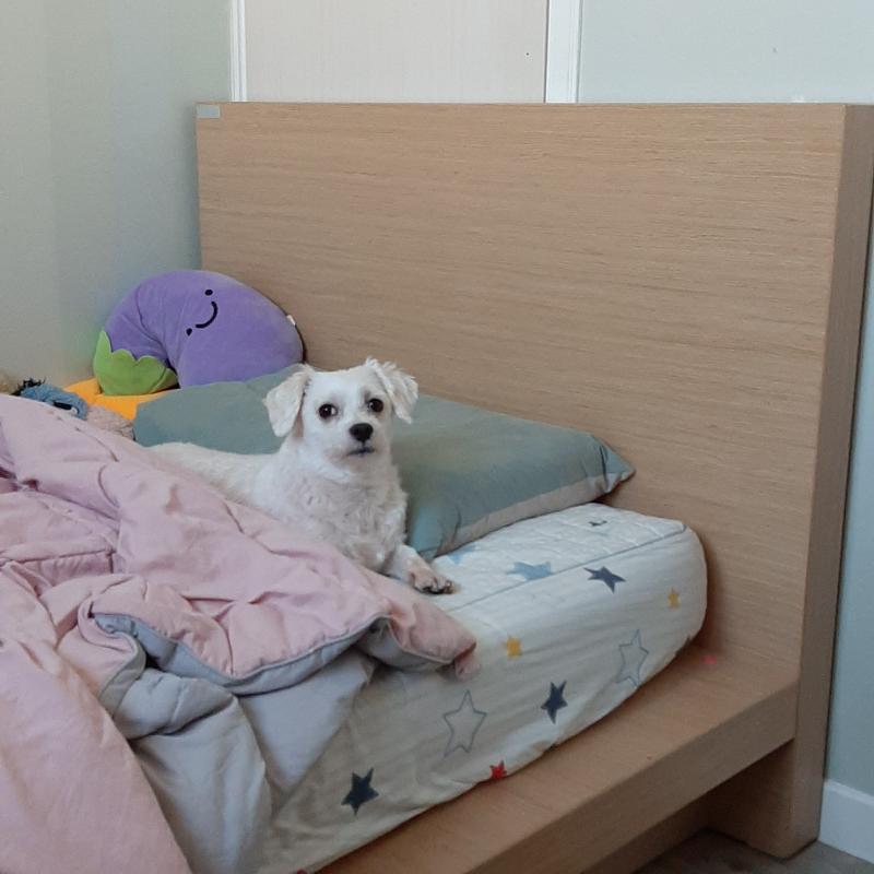 방금 귀 좀 긁어주다가 안 긁었더니 또 저러네,,,ㅋㅋㅋㅋㅋㅋㅋㅋㅋㅋ 정말 저 정자세로 쳐다 봐... 꼽주는 것 같기도 하고...ㅋㅋㅋㅋ 몇 번
