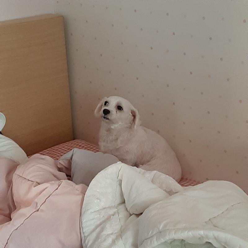 엄마한테 혼나다가 도와달라고 사인 보내는 개