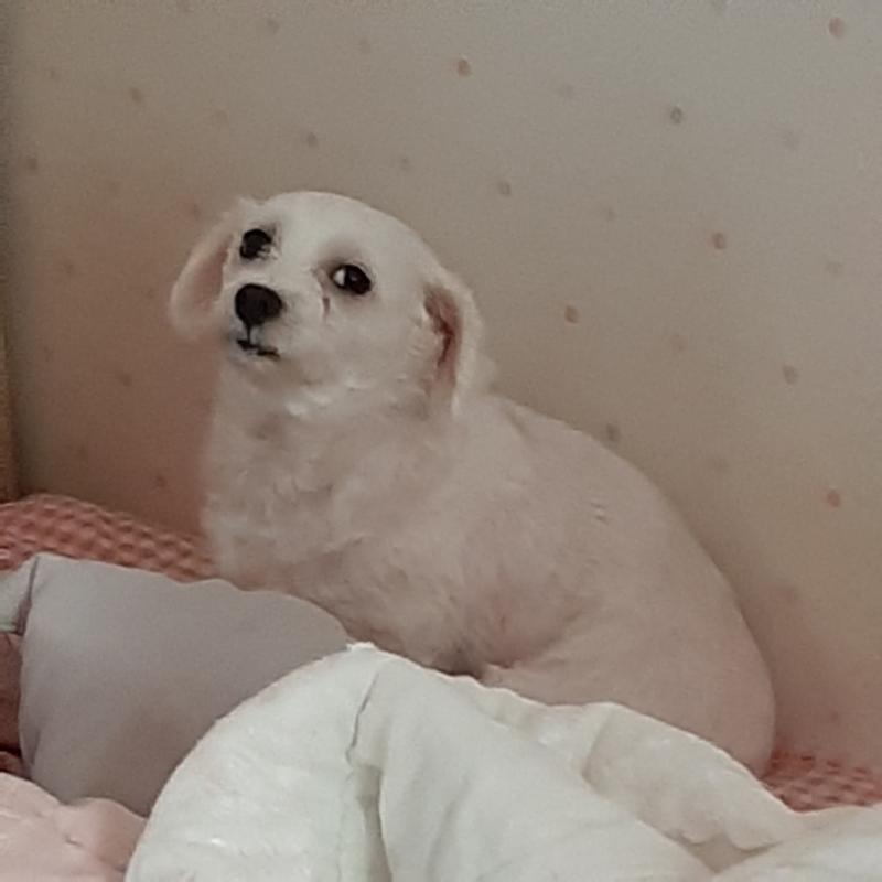 엄마한테 혼나다가 도와달라고 사인 보내는 개