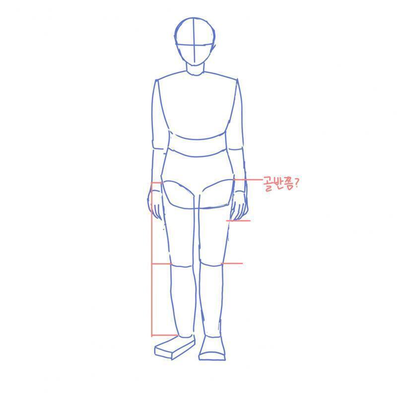이번에는 전체 인체에 대해서 얘기 해 보려고 해. 보통 허벅지와 종아리의 비율은 허벅지가 좀 더 길거나 1:1 비율로 그리면 된다고 알고있어.