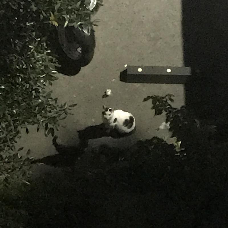 고양이