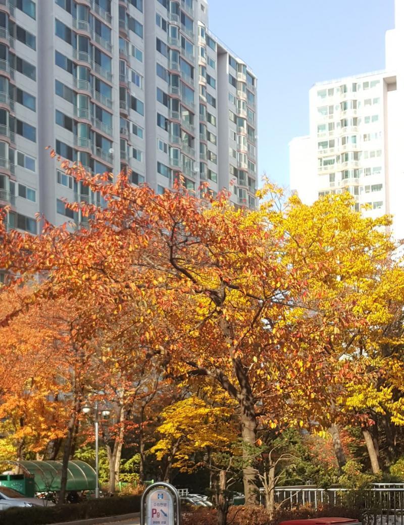 세상에 이거 벚나무라 봄에도 존나 이쁨 완전 와