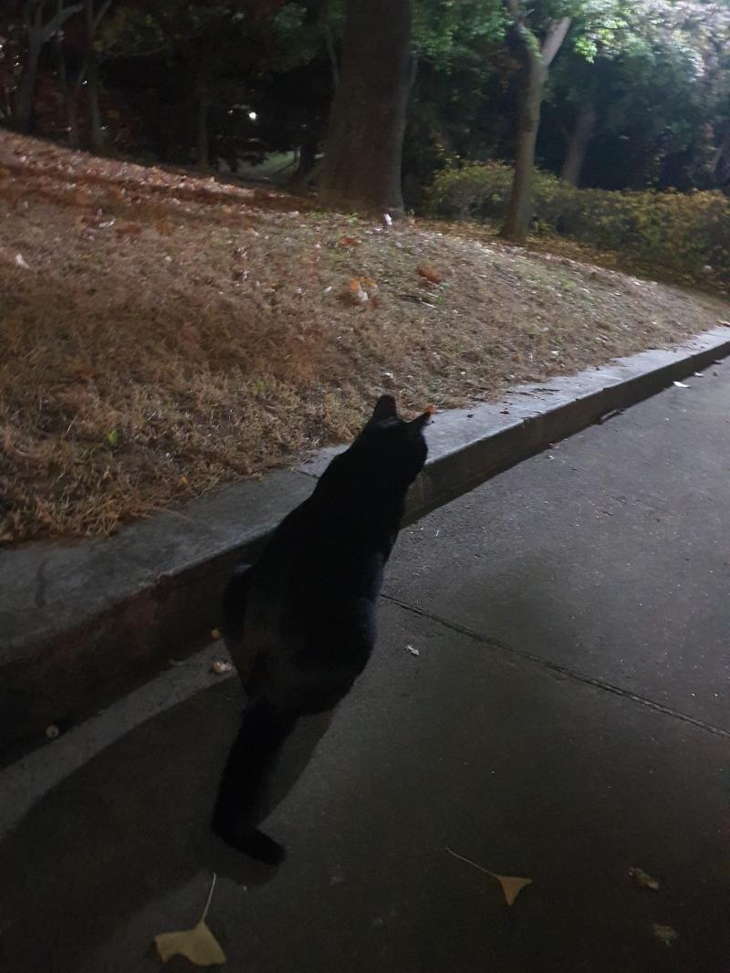 고양이를 만나고왔다!