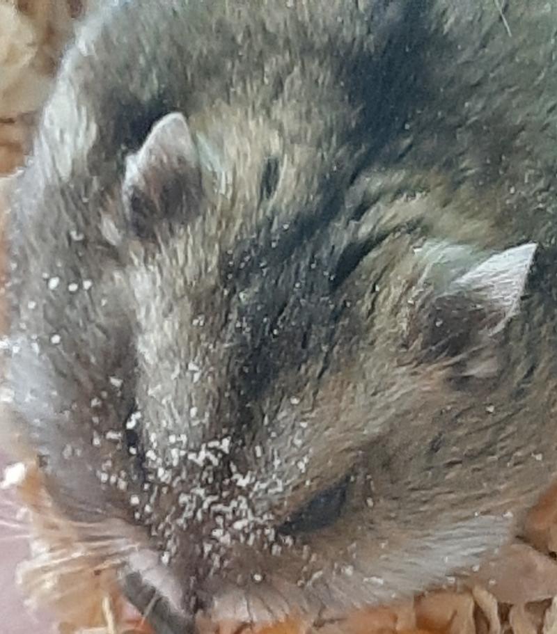 바보같애