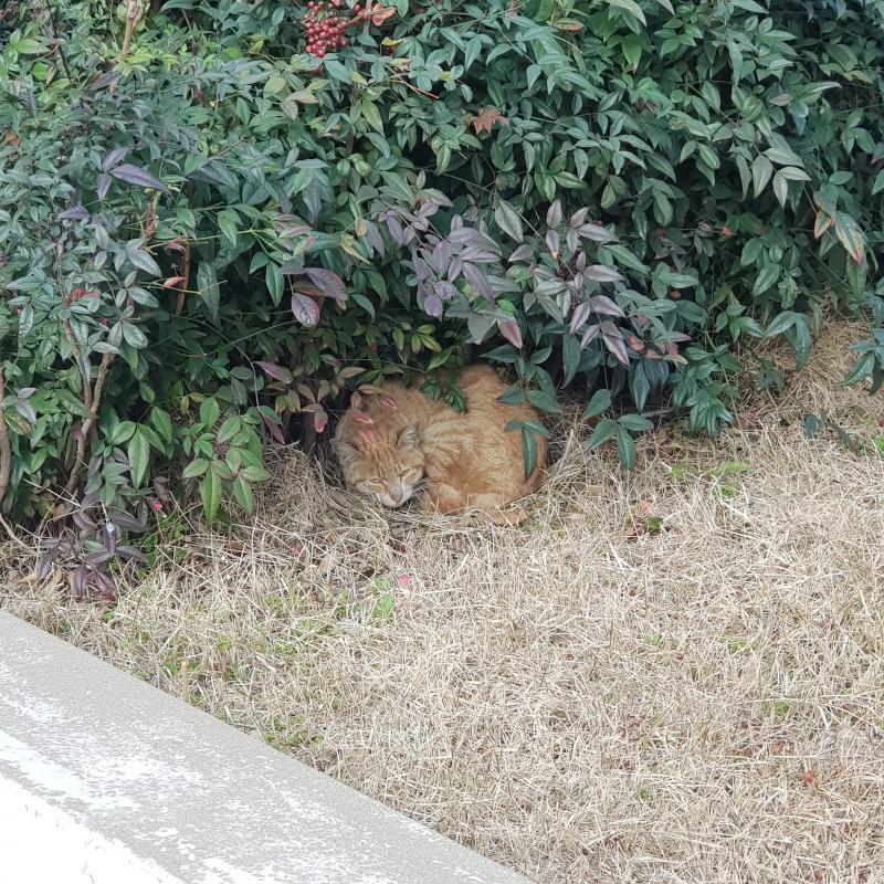 아예 도서관 안까지 들어왔던 뻔뻔한 고양이!!