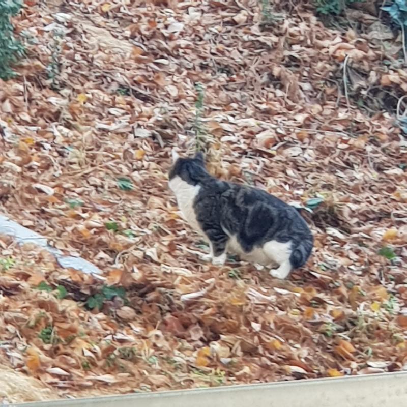 스레주를 위로하기 위한 오동통 괭이!! 저번에 찍었어!!