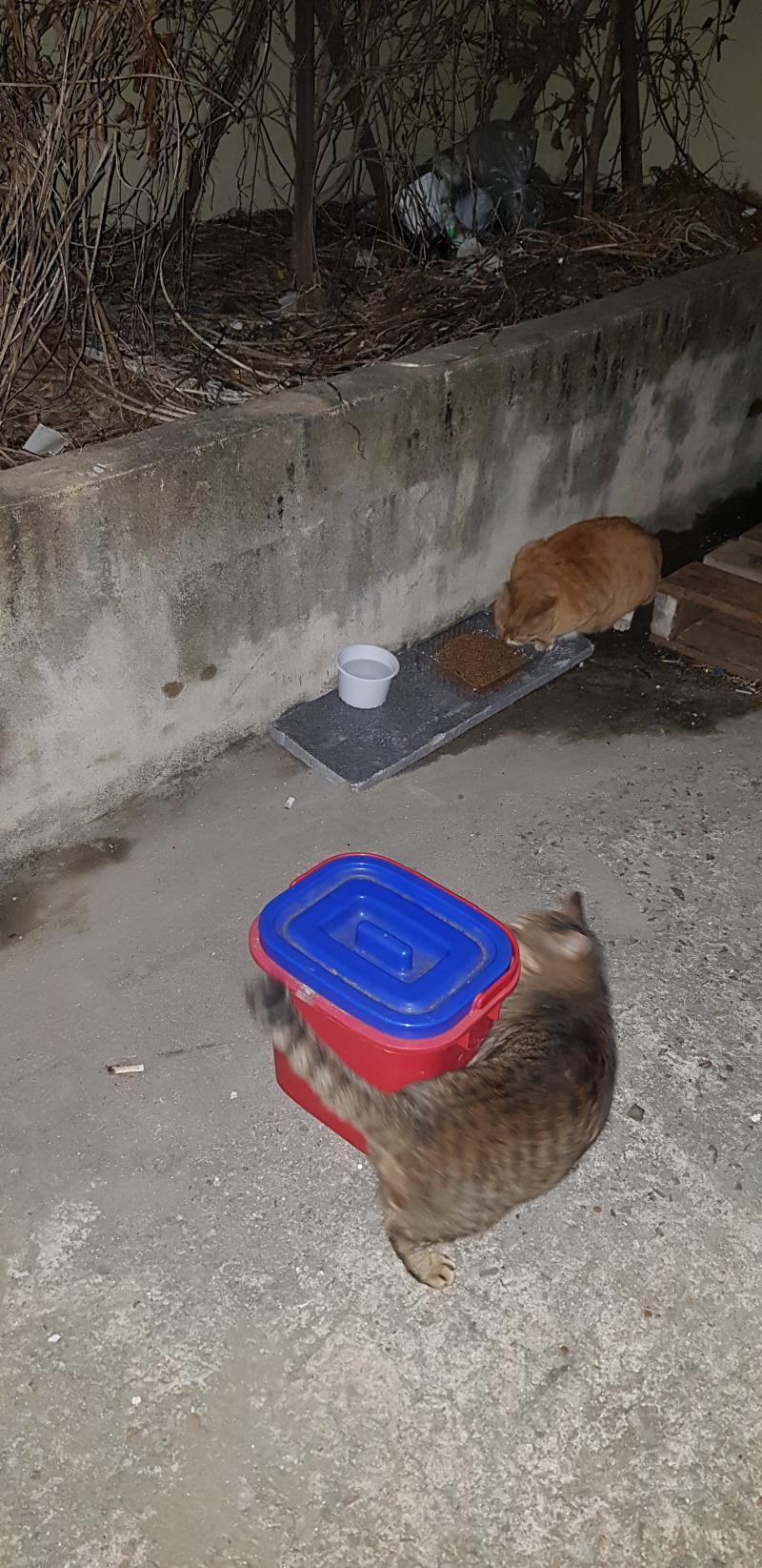 >>41 근접사진은 내가 못찍어...뱃살도 귀여운데... 나 잘찍은 것만 올린거야...