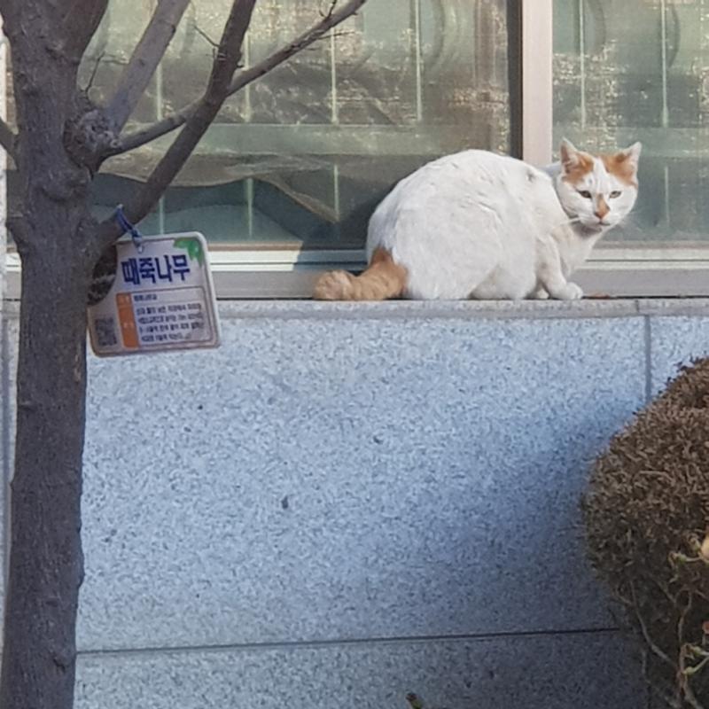 1. 숨은 고양이 찾기 2.대나무숲 엉덩이주인 3. 학교 옆 어르신