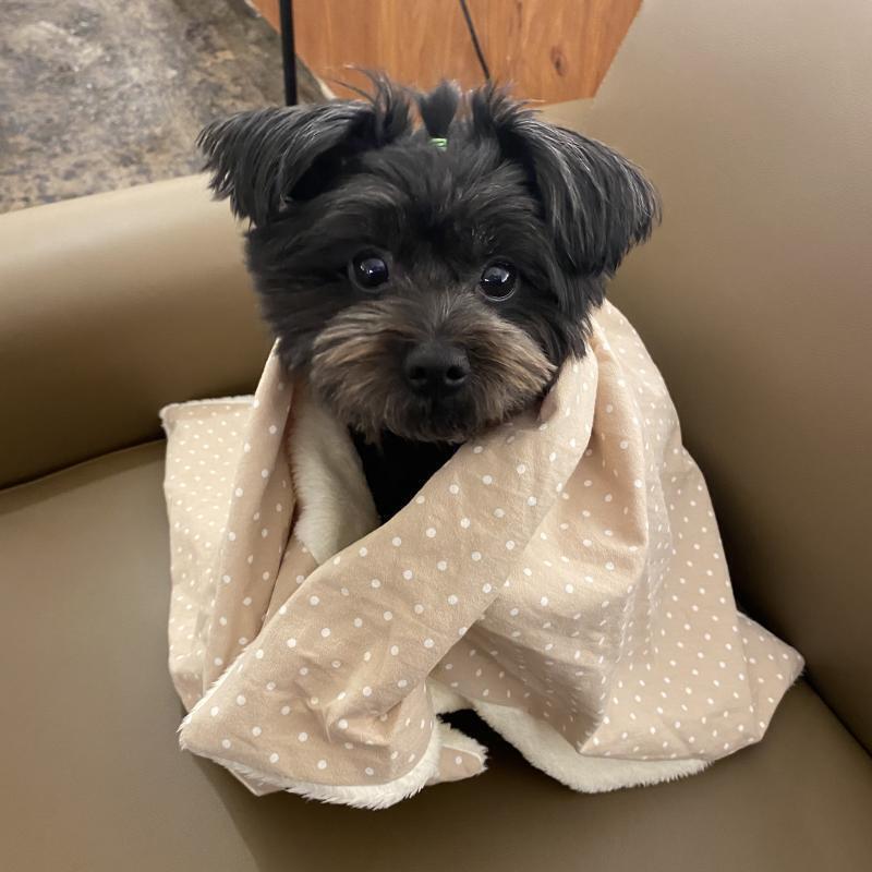 뿅