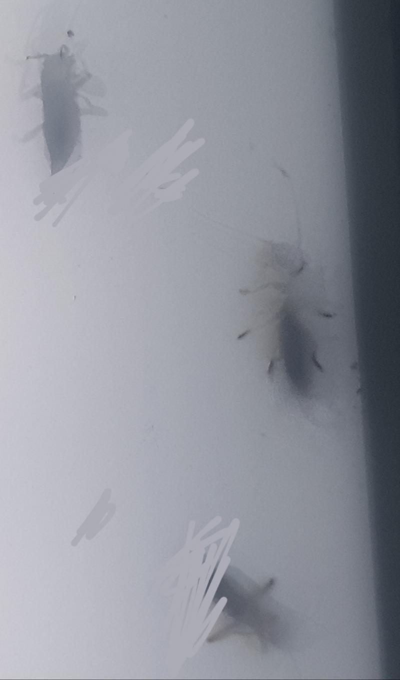 근황 이제 좀 안타까워 뜨거워서 죽을까봐 돌기만하고 구석에 낑겨서 쉬다가 또 움직이더라 이미 저 안쪽 애들은 안 움직이고.. 더듬이만 안 움직었