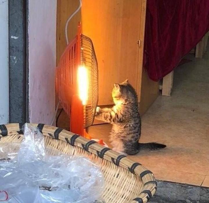 찐으로 따뜻한 고양이