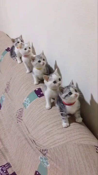 냥선생님... 다음에 태어나면 고앙이...