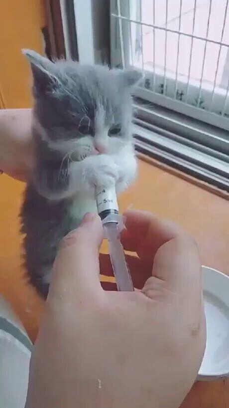냥선생님... 다음에 태어나면 고앙이...