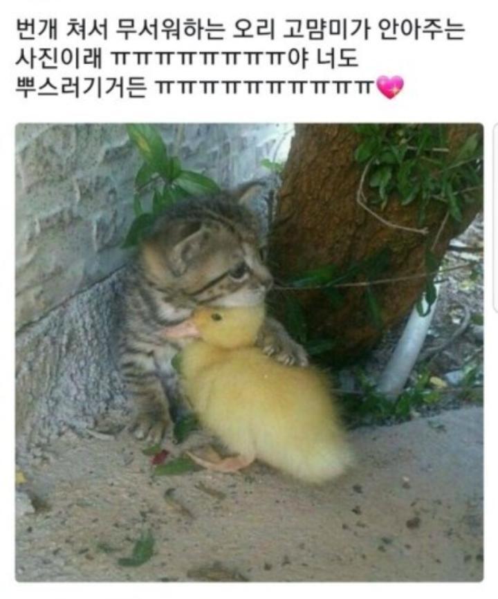 애기냥이랑 병아리ㅜㅠ 움짤 올려지면 쿼카짤도 올릴텐데 아쉽...