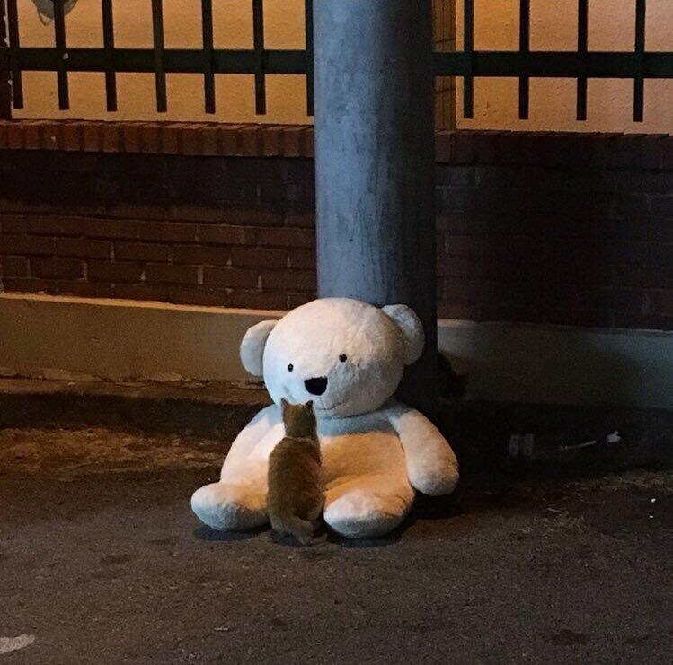 누가버린 곰인형이랑 길냥이ㅠㅜ