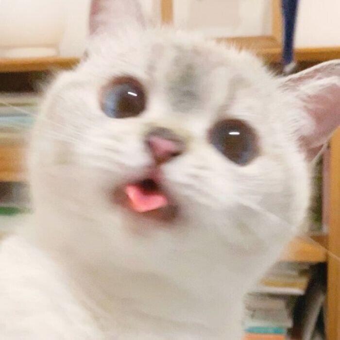 얘가 나나구나!