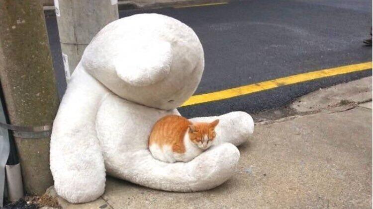 누가버린 곰인형이랑 길냥이ㅠㅜ