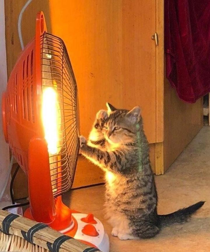찐으로 따뜻한 고양이