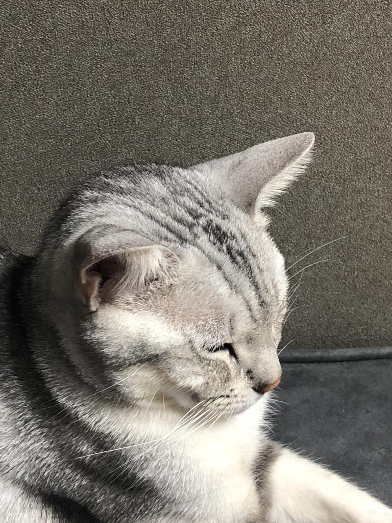 오지게 귀여우신 우리 냥님 눈에서 레이저도 쏘심