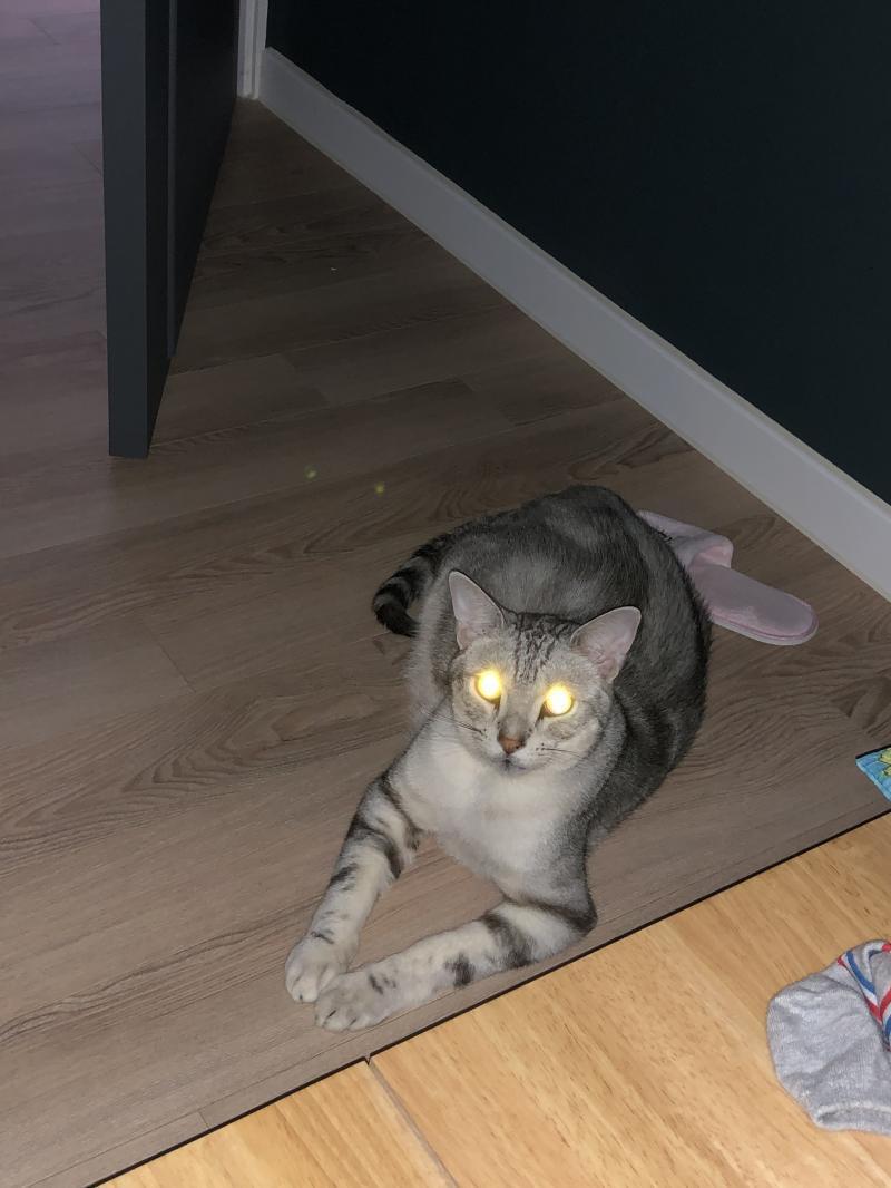 피융