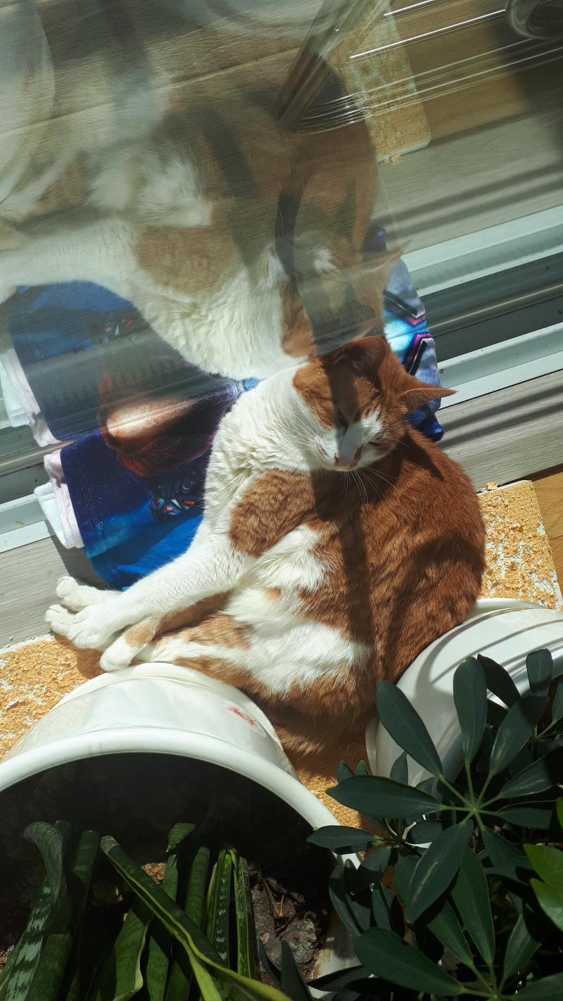 냥이님 사진 올린다 집에있는 모든 담요는 냥님께 돼버림...