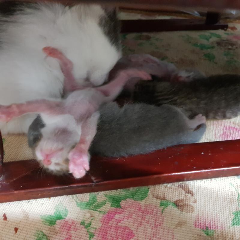 >>13 크킄 계획대로 심장병이 오고있군... 아주 좋아..! 2번3번 그림은 먀몸미들 엄마이다!