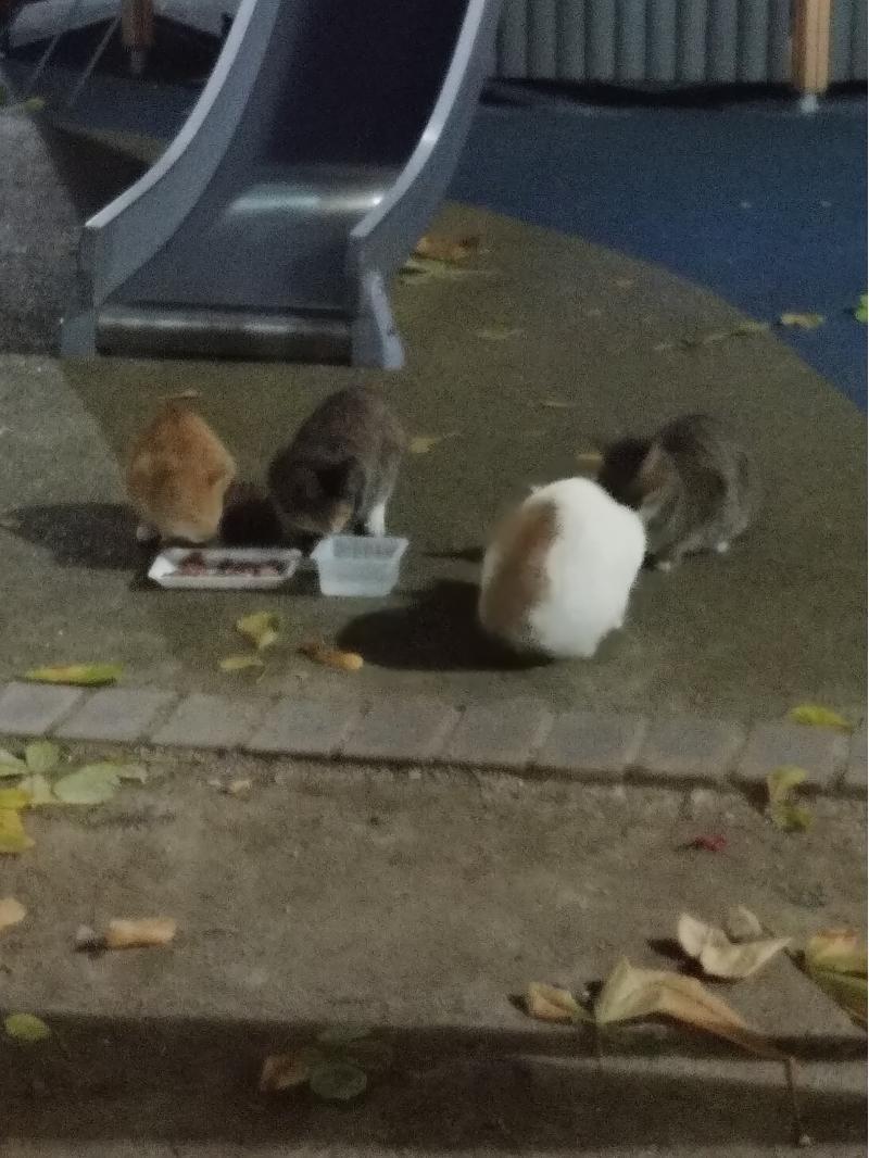 내가 자주 본 애들은 저렇게 총 4마리 오늘 보니까 한 마리 더 있더라 하양이랑 치즈는 잘 다가오는데 나머지 삼색이랑 갈색은 좀 경계해