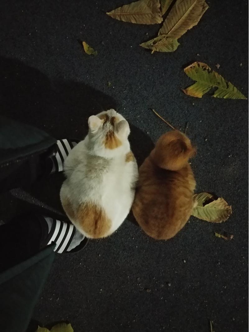 대부분 저 하얀색 애가 다가오는데 가끔씩 치즈도 따라와 근데 다 내 뒤로 가있어..
