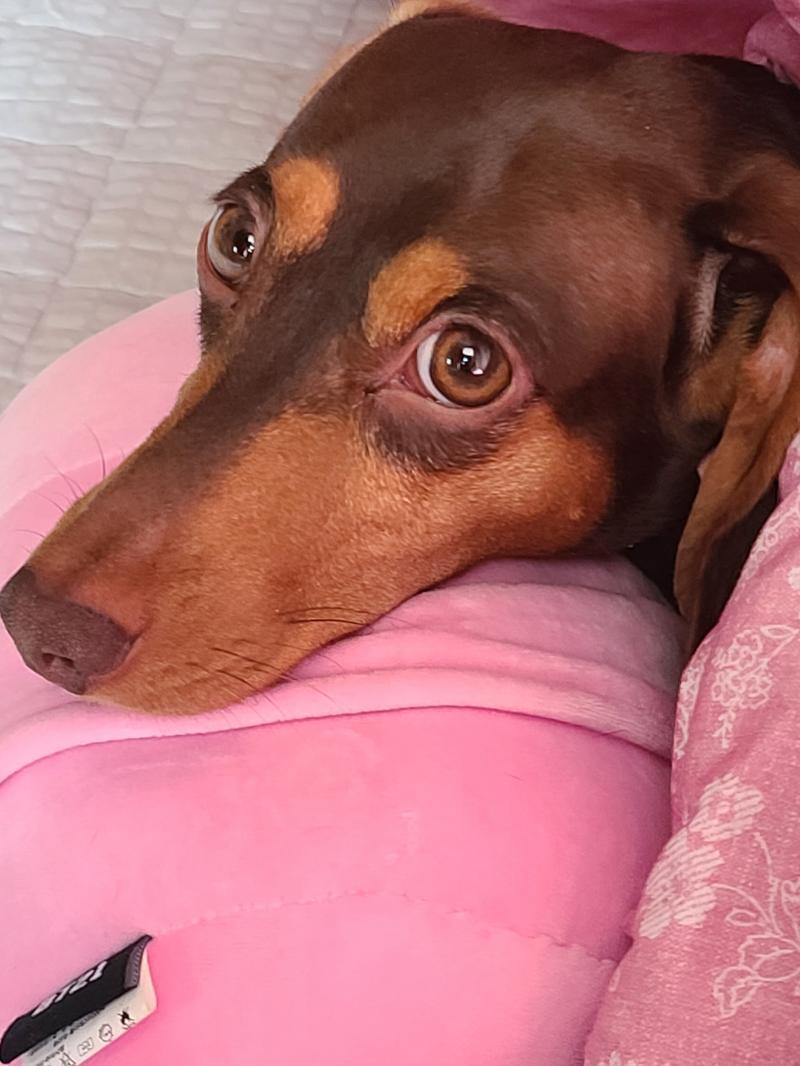 대학면접 합격할 수 있도록 울 강아지의 힘내라 시선 보내드립니다!!