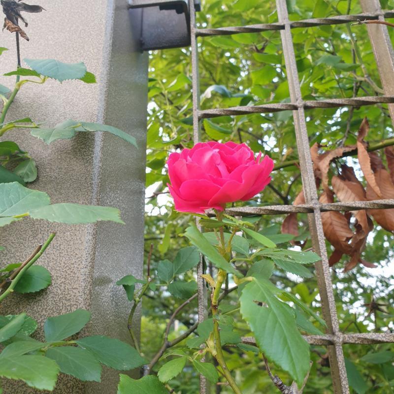 사진은 여름에 찍은 내가 좋아하는 장미! 좋아하는 애가 있는데 얘랑 나랑 친해진지도 꽤 됐고 점점 알면 알수록 이 친구가 좋아졌어! 학교에서 걔