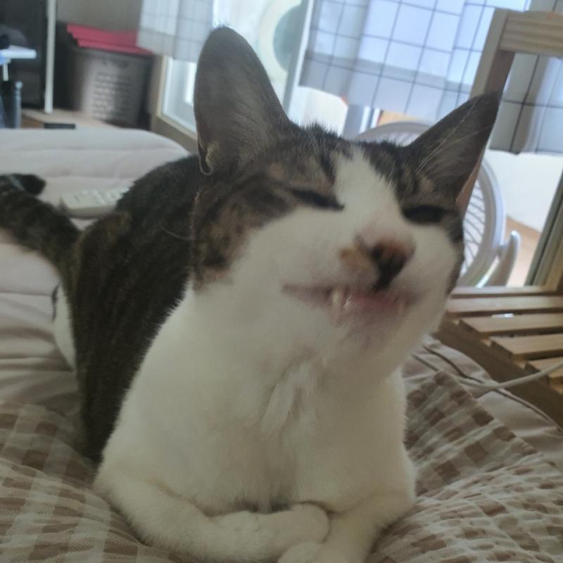 헤헤