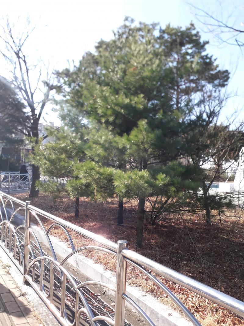 나무사진은 화질이 안좋아서 미안해유...그래서 1개 더 올릴게!! 나는 아이돌이 꿈인데 조금 걱정이야. 부모님은 내가 아이돌이 꿈이신지도 모르셔