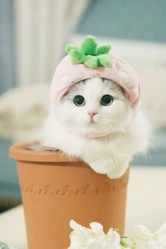 여기 무야 아무말대잔치네ㅋㅋㅋㅋ 귀여운거 보고강