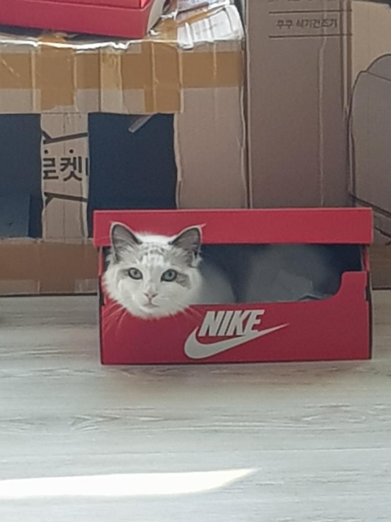 좋아하는 남자애가 있는데, 그 애는 나를 좋아할까?/좋아하게 될까? 에 대해서 궁금해! 복채로는 우리집 고먐미 사진이야! 레주가 고양이를 좋아할