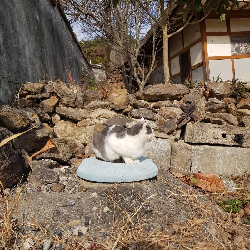 이 고양이는 링링이