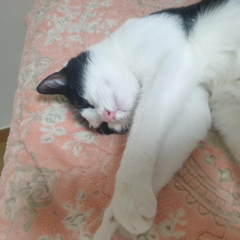안녕! 복채는 우리 집 막내냥이 자는 사진이야! 내 질문은 헤어졌다가 전남친한테 먼저 연락이 와서 전화하다가 만나서 얘기하기로 해서 만났고 그러