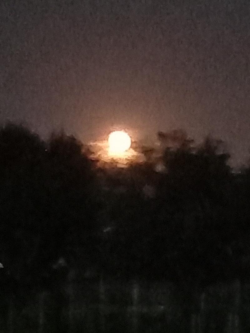 찍어놓은 동식물 사진은 이것밖에 없네.. 미안해 ㅠㅜ 페이건 캣츠로 봐주면 좋겠어 내후년쯤에 해군에 갈 생각인데 어떻게 지낼지가 궁금해 중딩때부