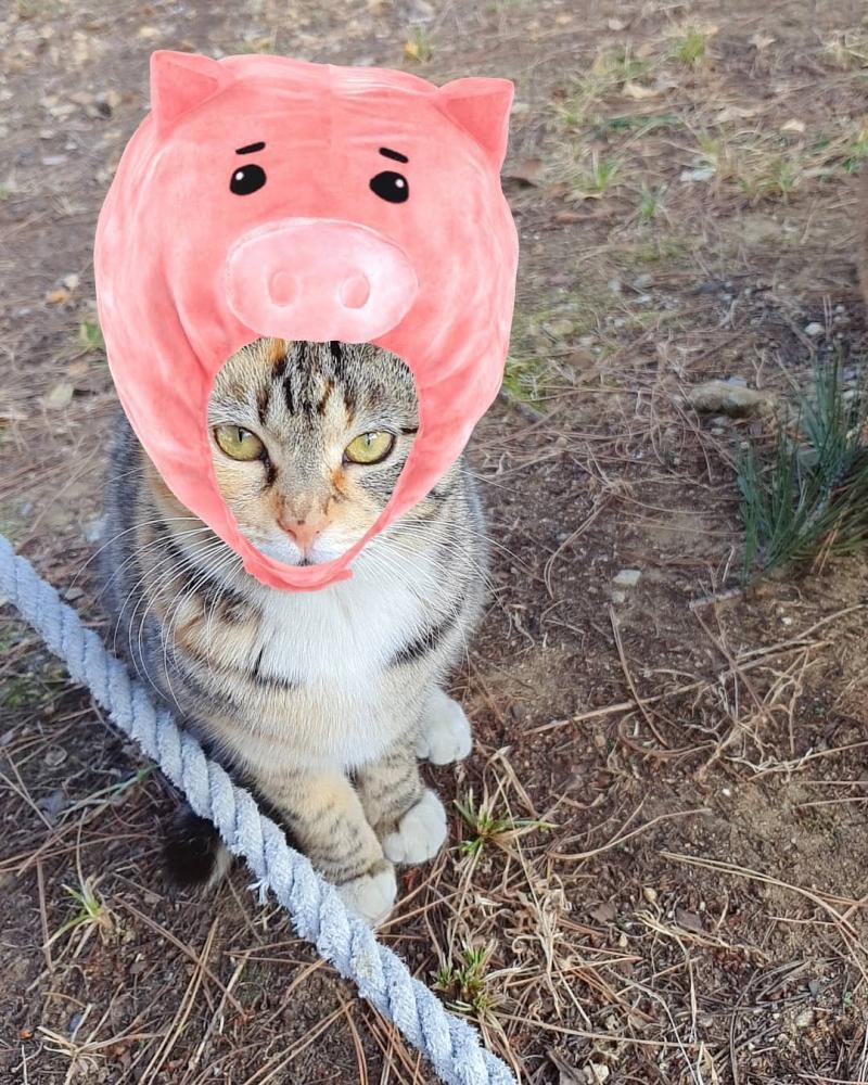 냥돼지