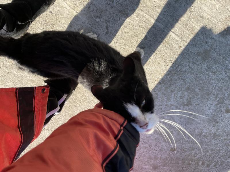 복채는 시골에서 만난 개냥이 사진!