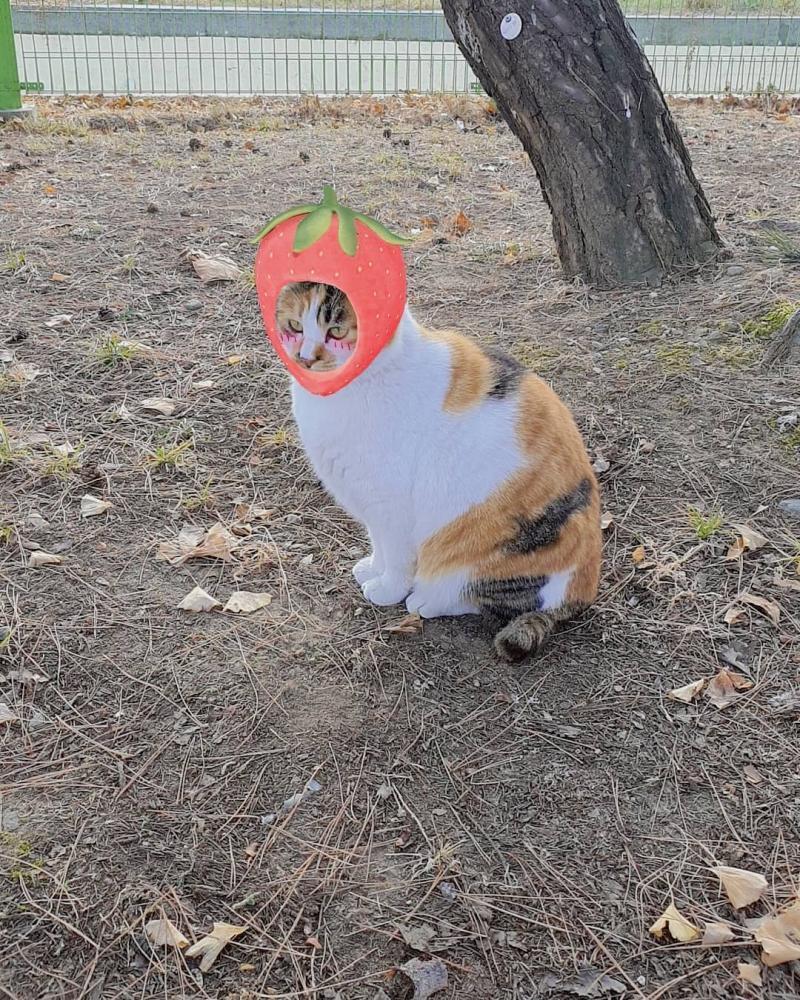 삼색이 딸기!ㅋㅋㅋㅋ