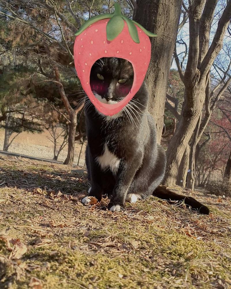 🍓! 심드렁한 표정봐 ㅋㅋㅋㅋㅋㅋㅋ