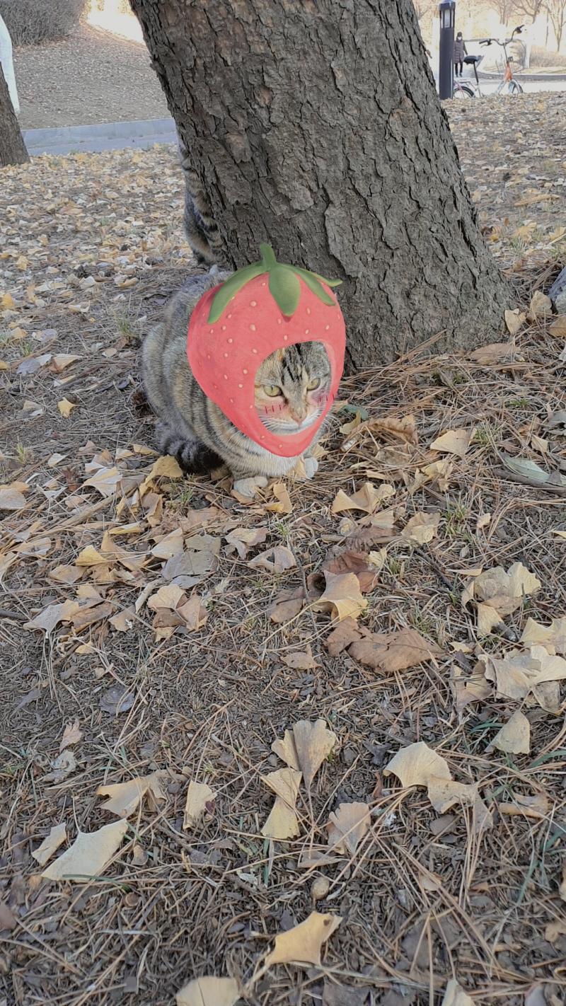 작은 삼색이 딸기!