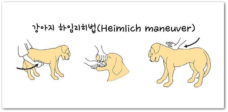 강아지 하임리히법! 웬만하면 바닥에 음식두고 잠깐이라도 어디 가지마... 다먹어 애들이.. 우리애도 샐러드 두고갔다가 먹고 계속 토해서 병원갔음