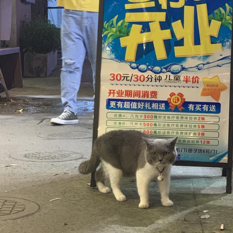 복채는 토실한 고양이 사진 !! 총운이랑 취업이나 학업쪽 알고싶어!